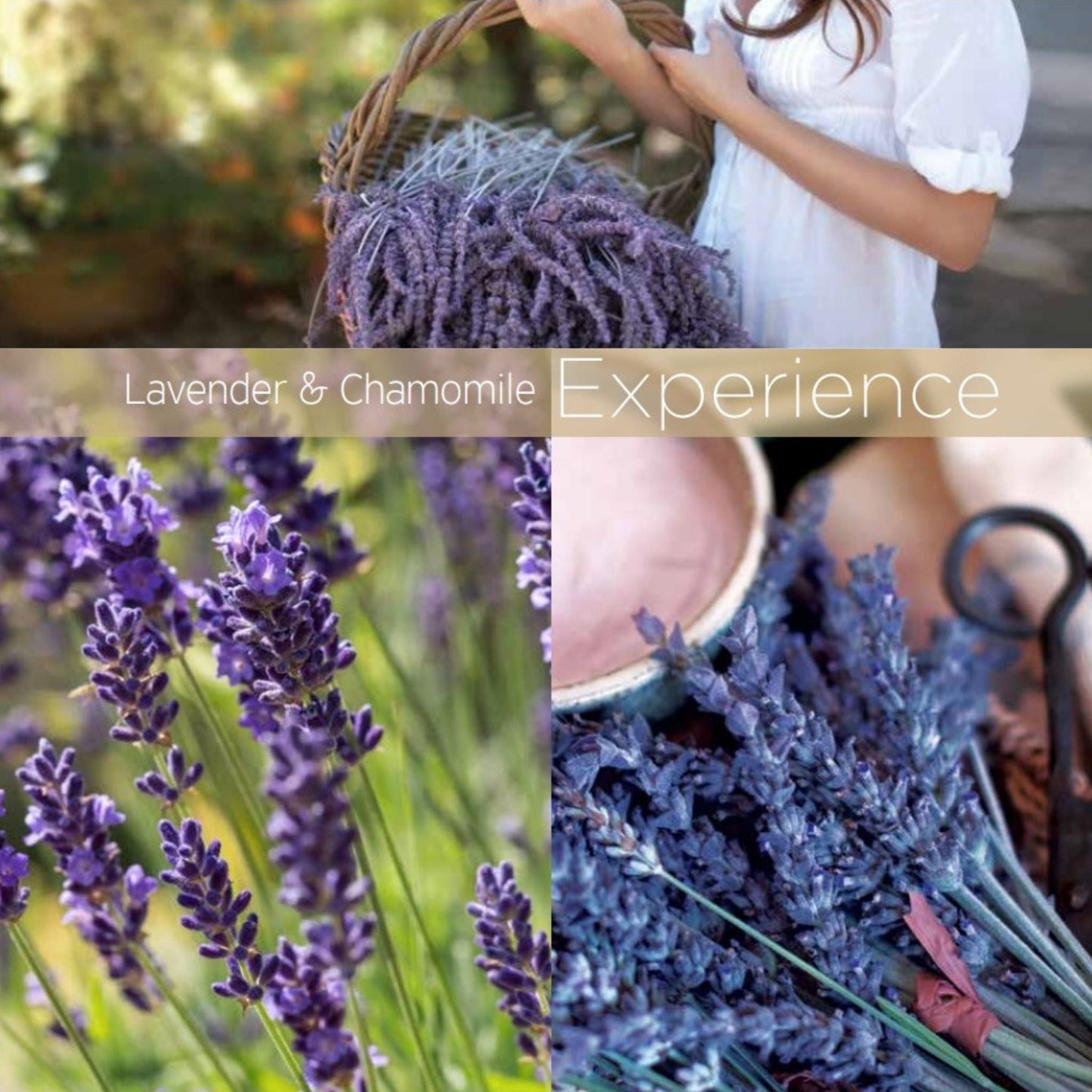 Lavender & Chamomile Cuticle Oil 2.5oz